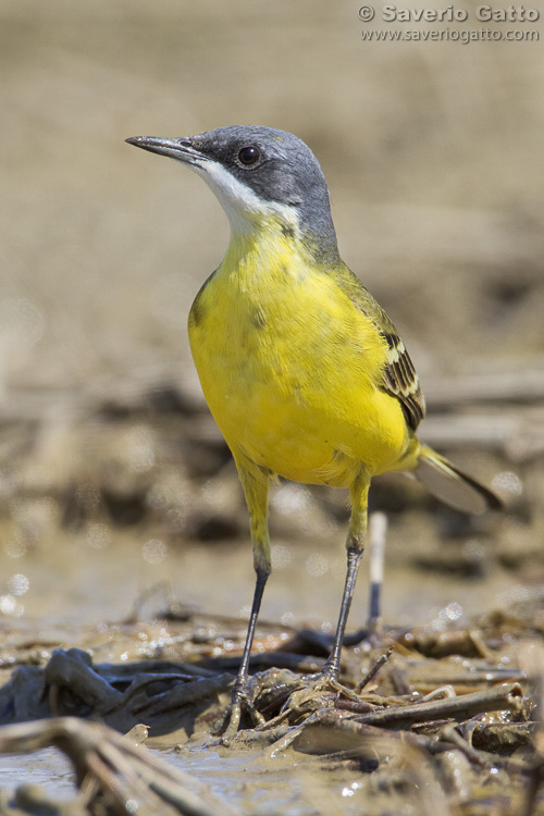 Yellow Wagtail