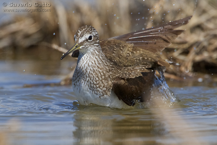 Green Sandpiper