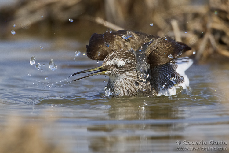 Green Sandpiper