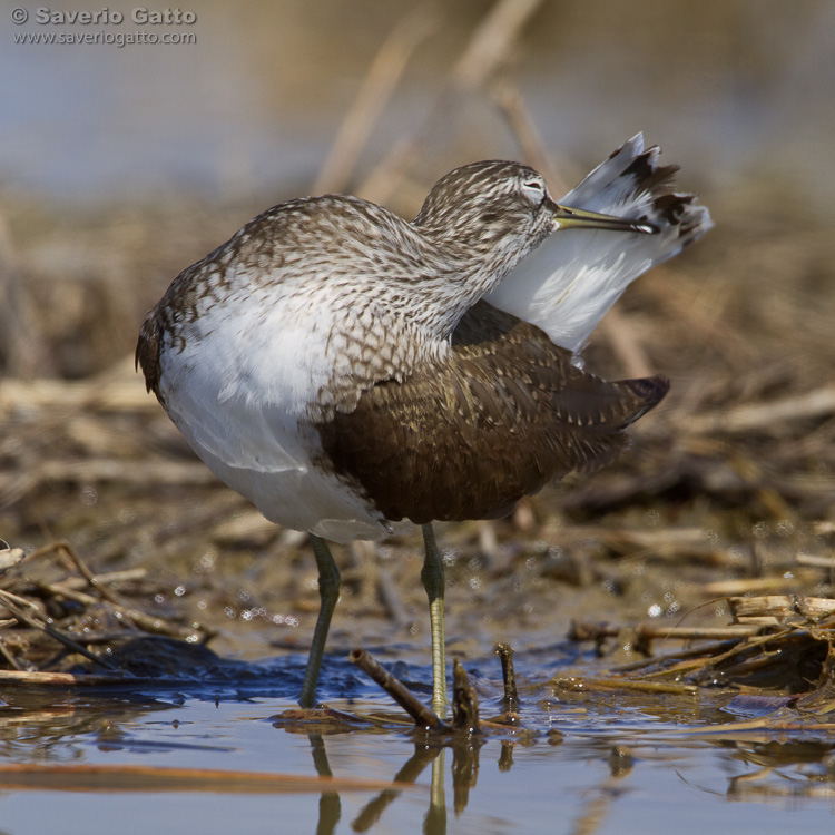 Green Sandpiper