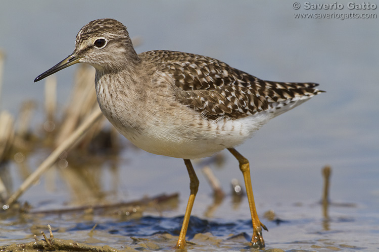 Wood Sandpiper