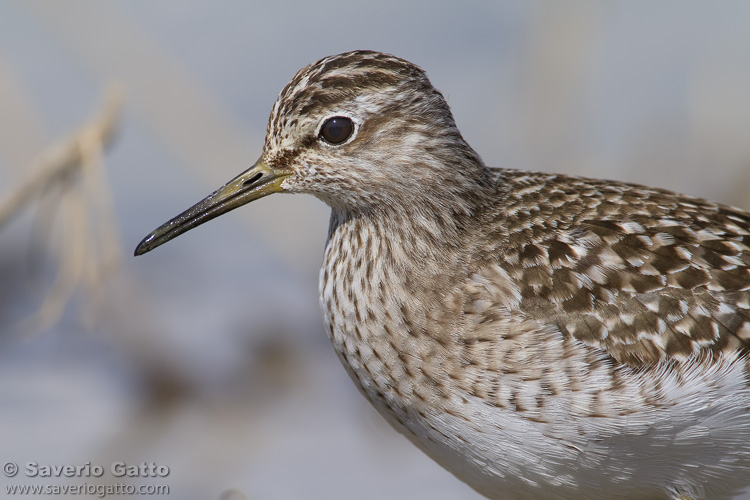 Wood Sandpiper