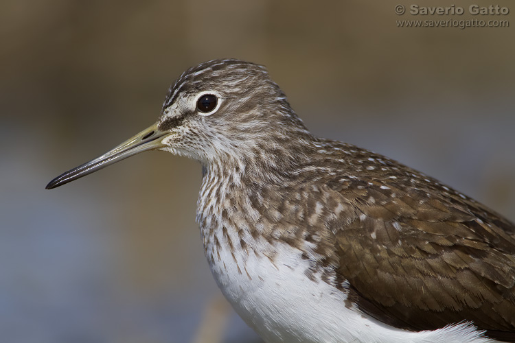 Green Sandpiper