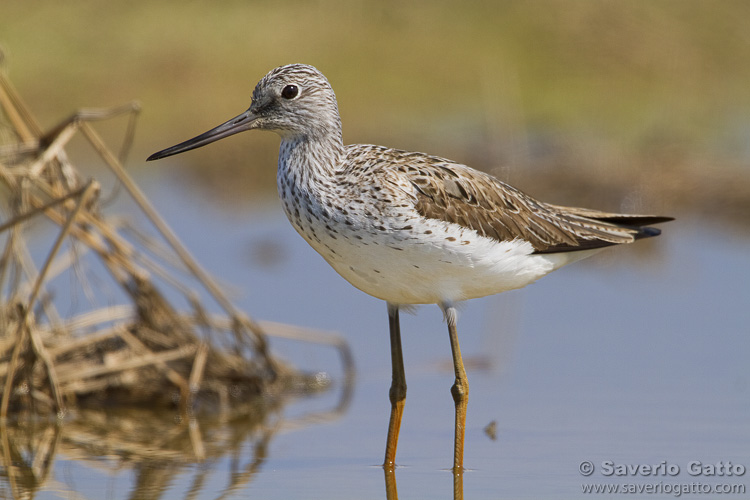 Greenshank