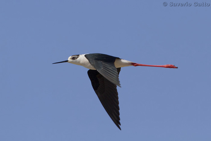 Black-winged Stilt