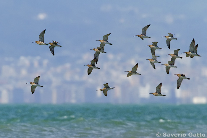 Eurasian Whimbrel