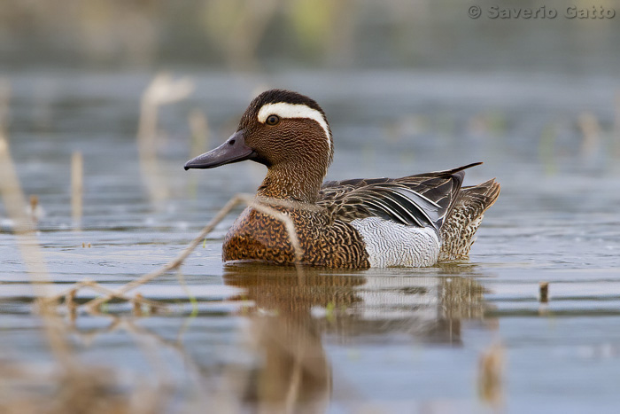 Garganey