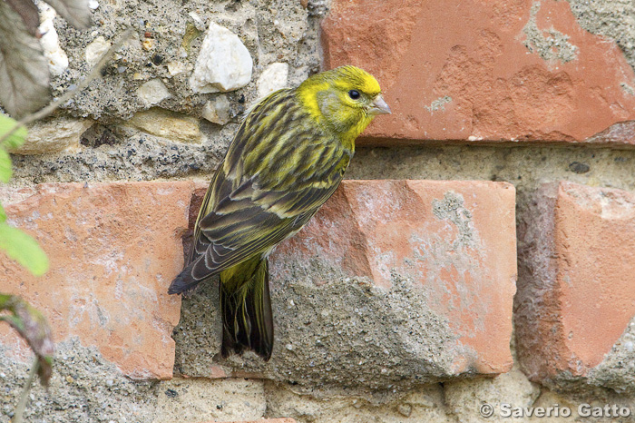 European Serin