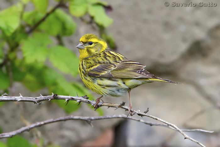 European Serin