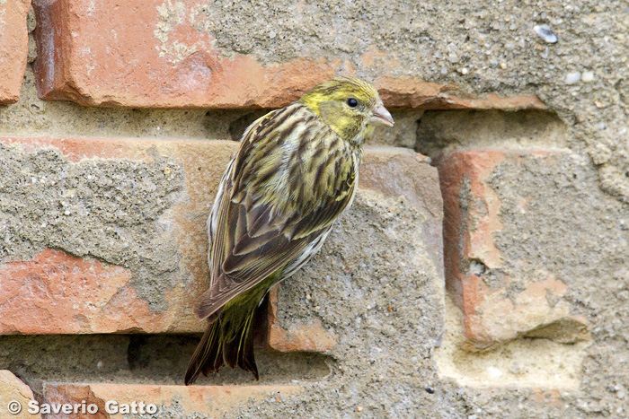 European Serin