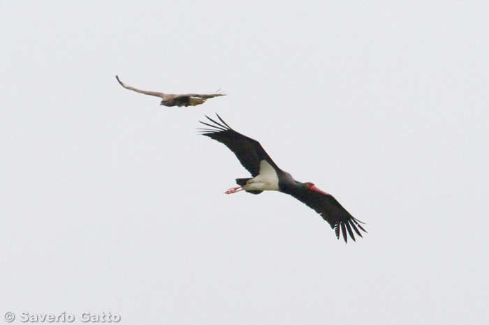 Black Stork and Buzzard