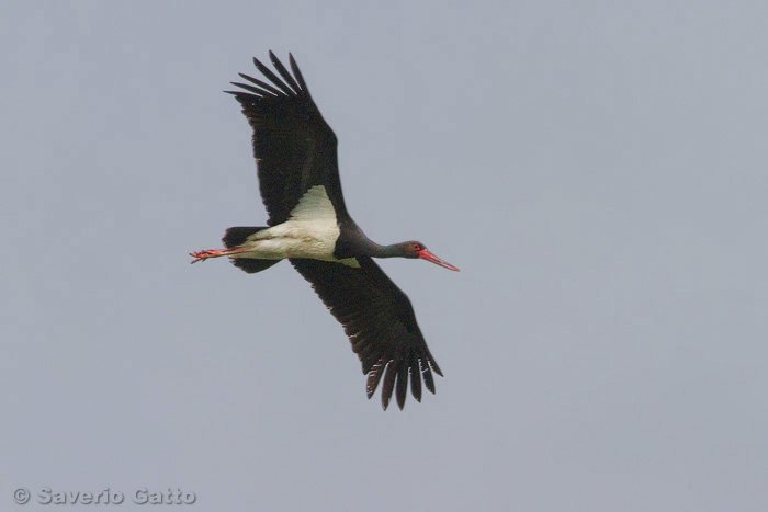 Black Stork