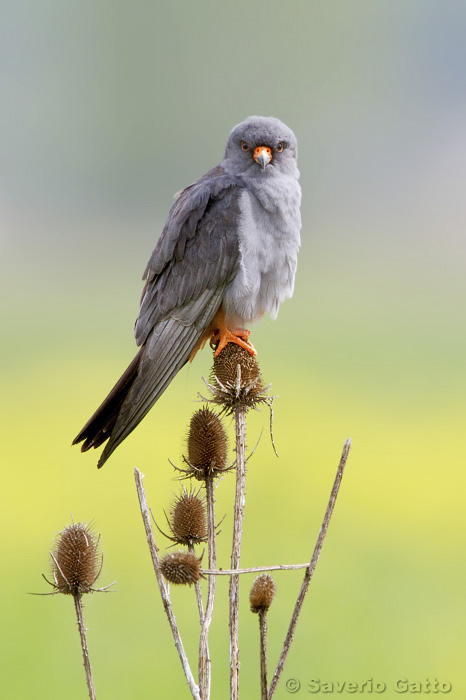 Red-footed Falcon