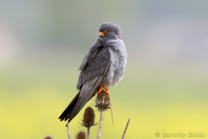 Red-footed Falcon