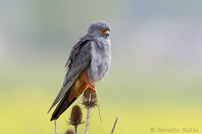 Red-footed Falcon