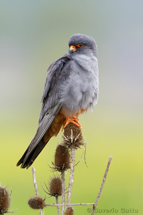 Red-footed Falcon