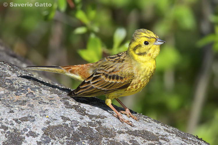 Yellowhammer