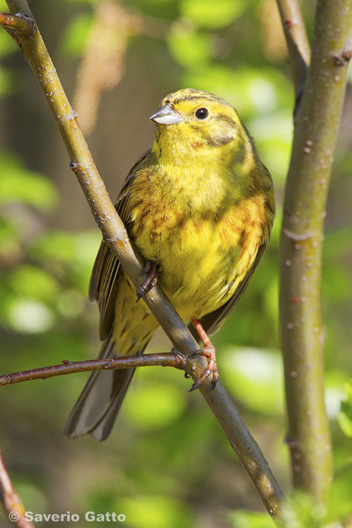 Zigolo giallo