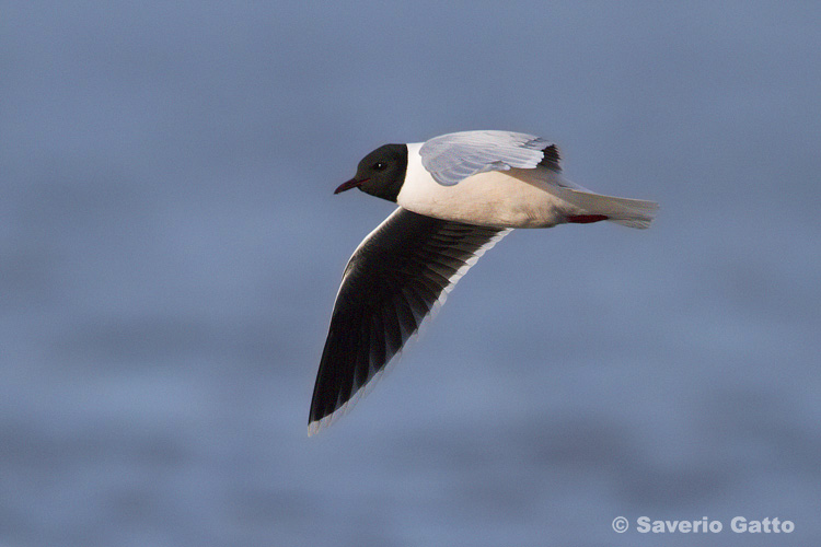 Little gull