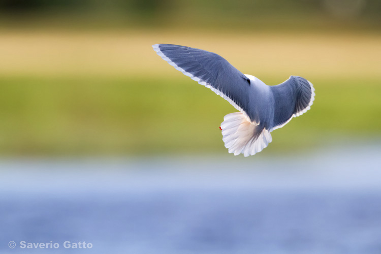 Little gull