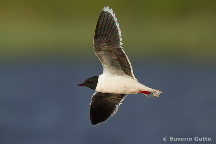 Little gull