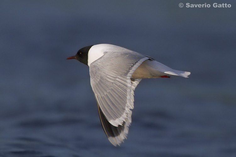 Little gull