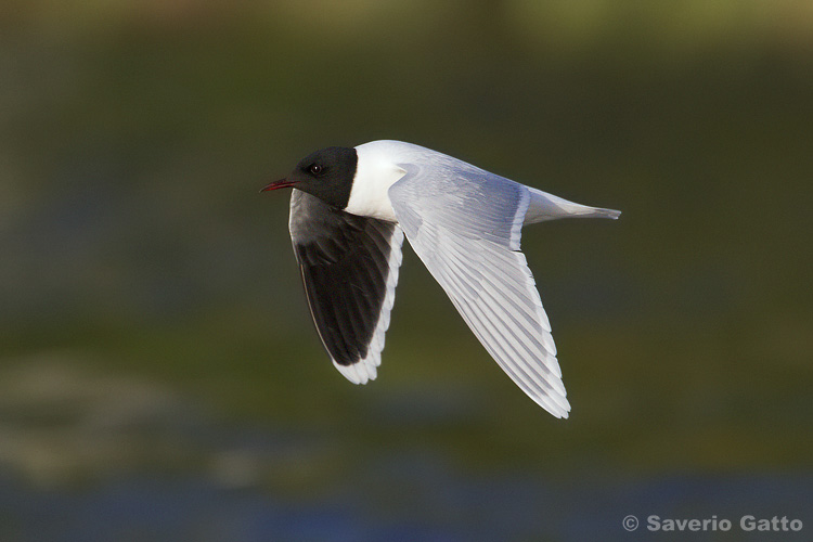 Little gull