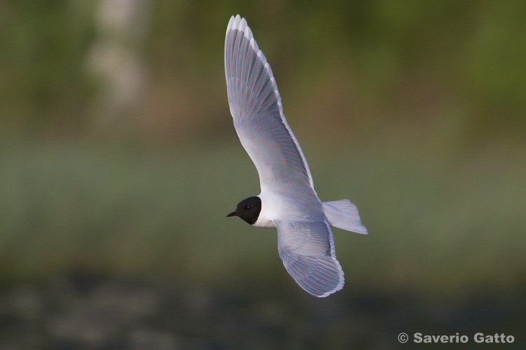 Little gull