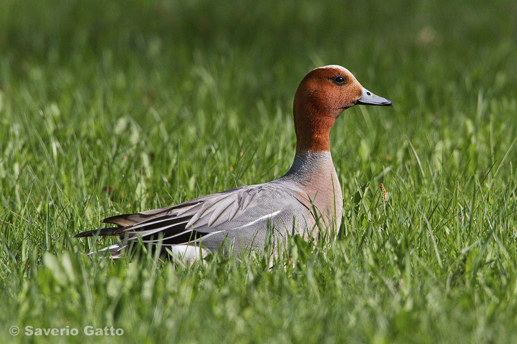 Eurasian Wigeon