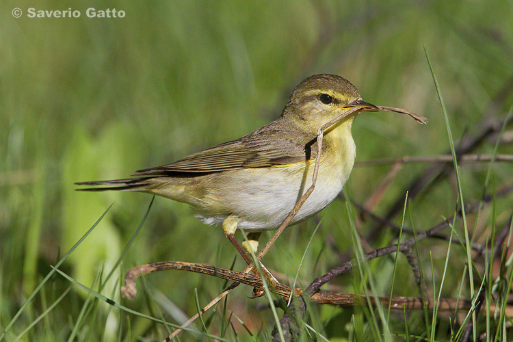 Willow warbler