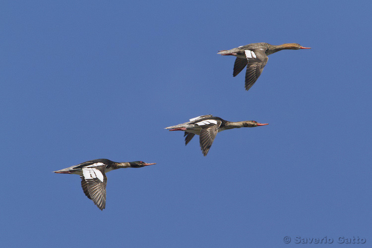 Red-breasted Merganser