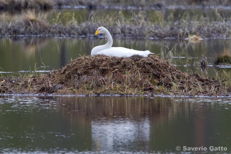 Cigno selvatico