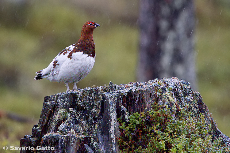 Willow Ptarmigan