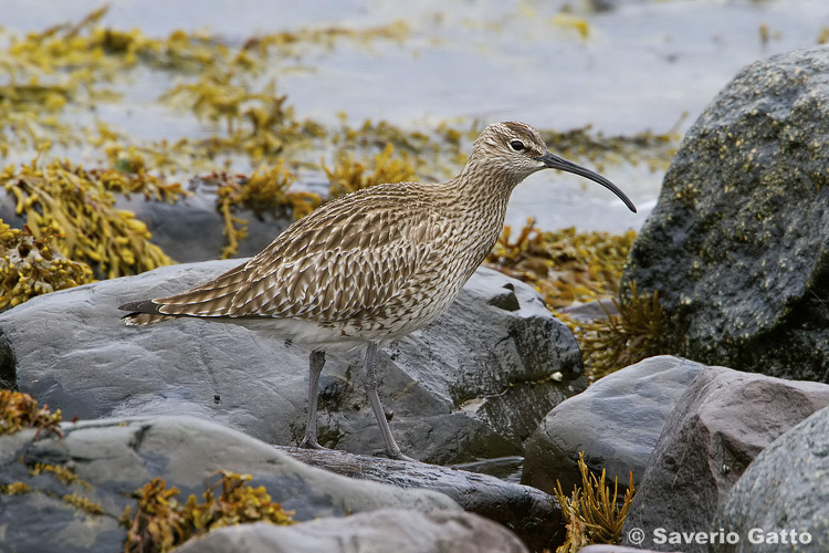 Eurasian Whimbrel