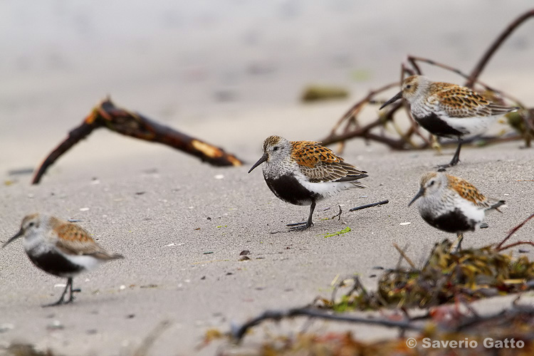 Dunlin