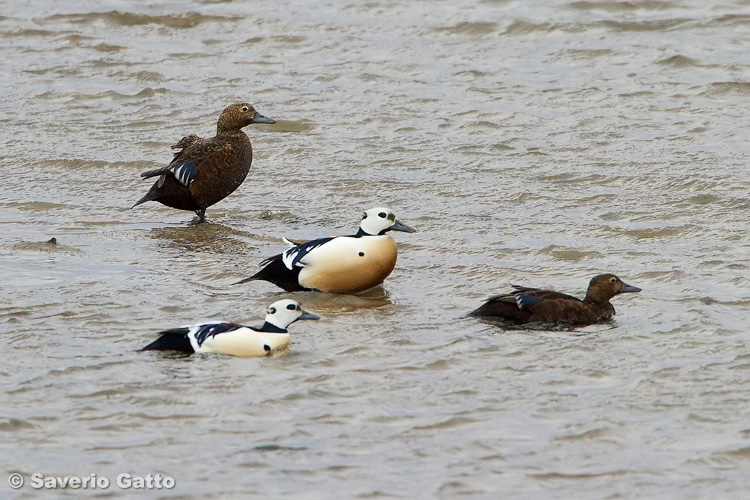 Steller's Eider