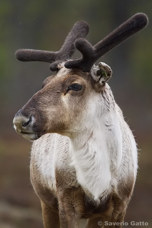 Reindeer