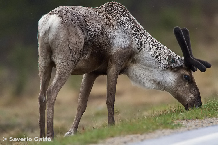 Reindeer