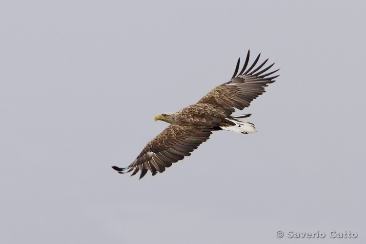 White-tailed Eagle