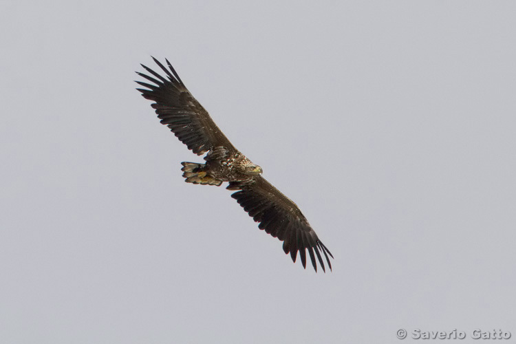 White-tailed Eagle