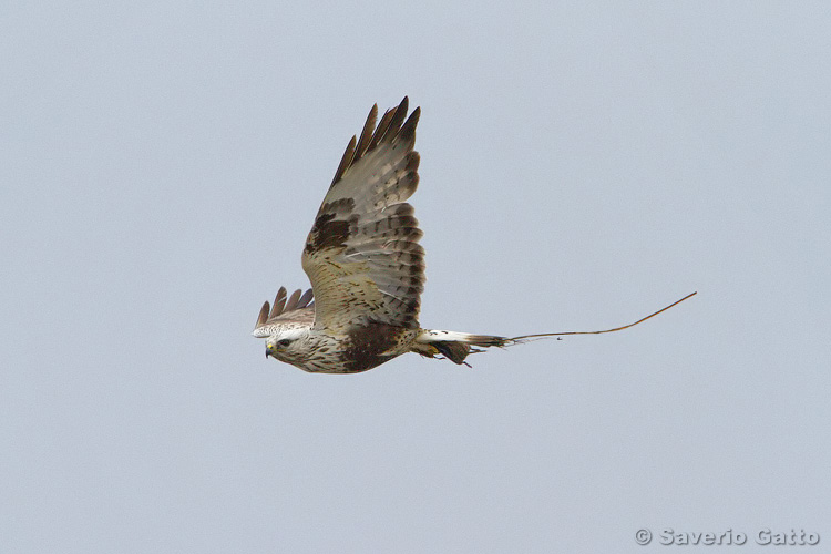 Rough-legged Buzzard