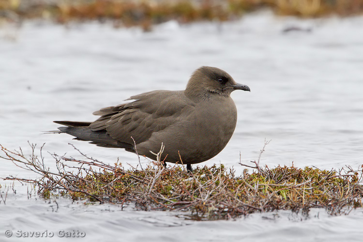 Parasitic Jaeger