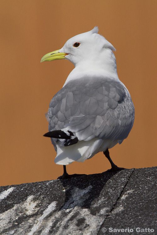 Black-legged Kittiwake