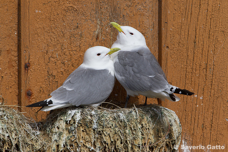 Black-legged Kittiwake