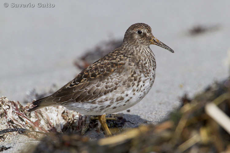 Purple Sandpiper