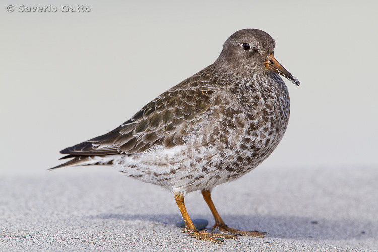 Purple Sandpiper