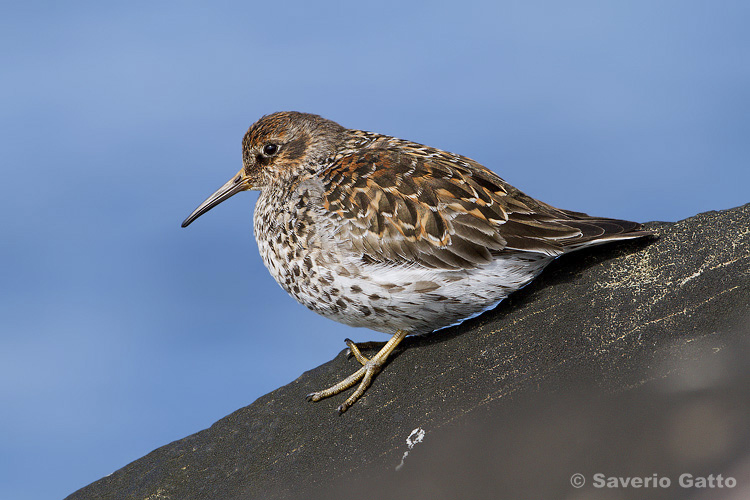 Purple Sandpiper