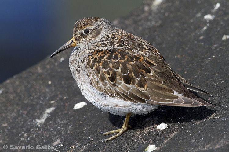 Purple Sandpiper