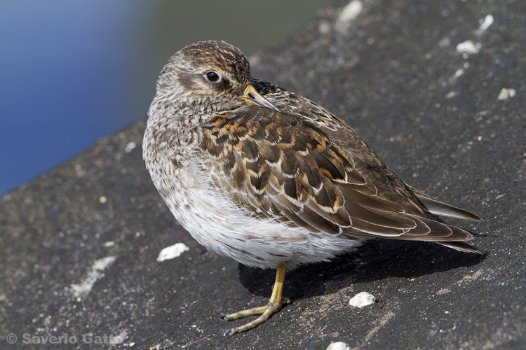 Purple Sandpiper