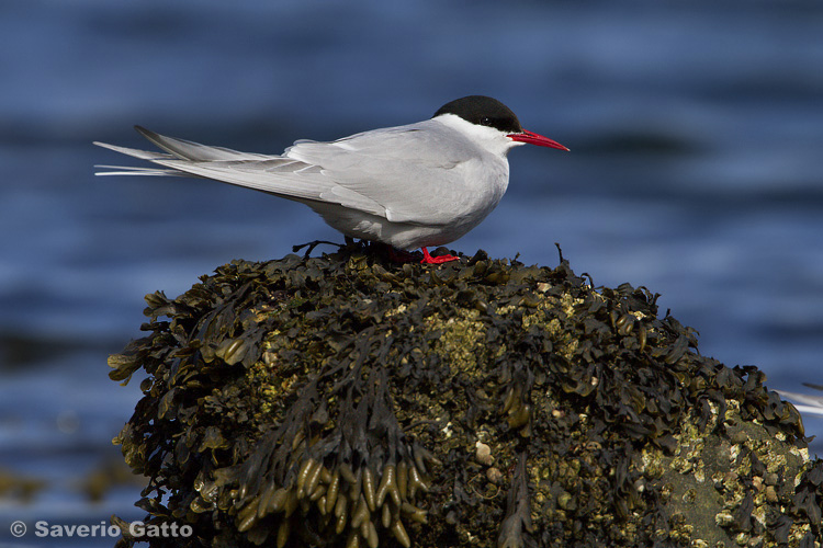 Arctic tern